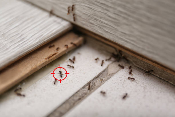 Pest Prevention Services in New Hope, OR